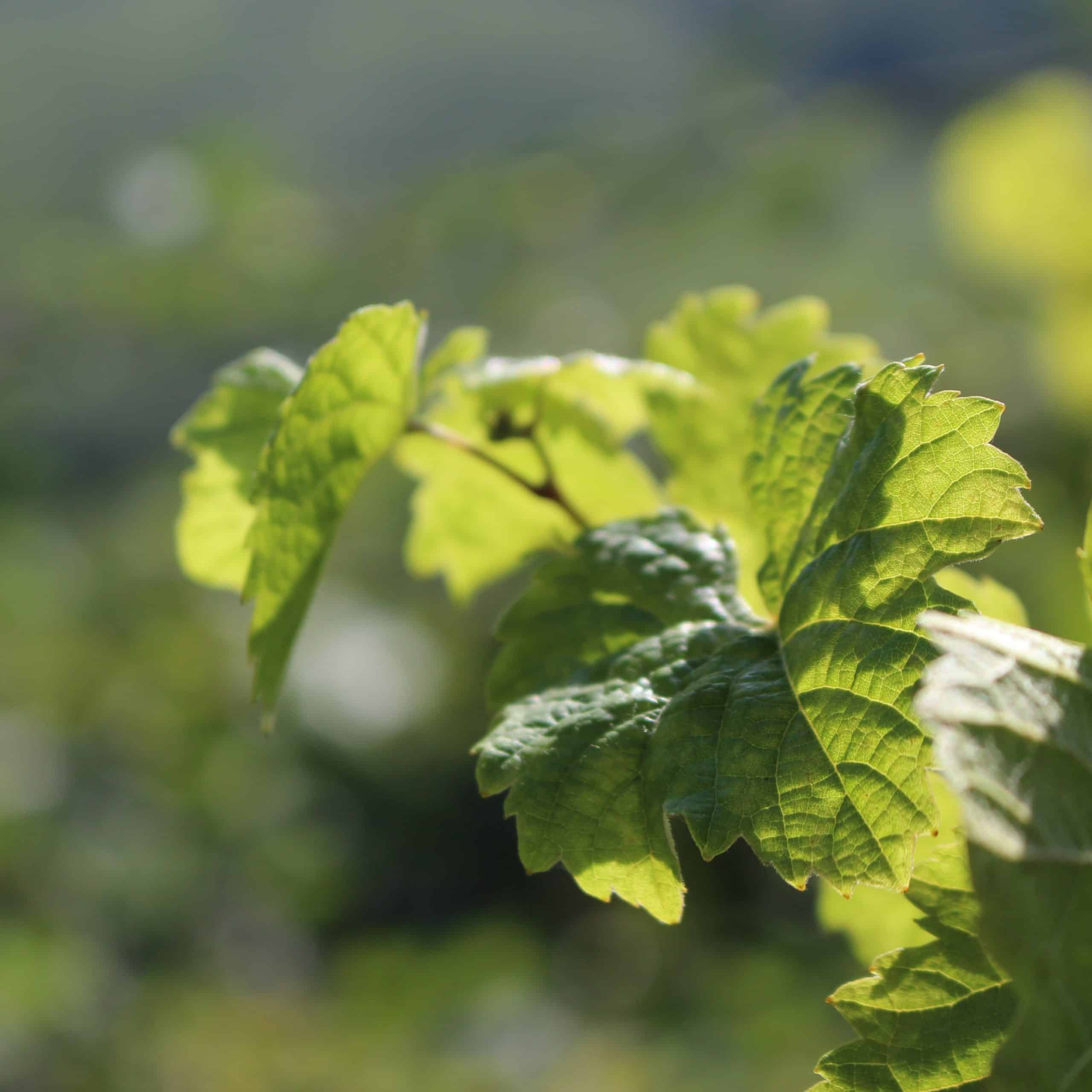 Feuilles de vignes et rayons du Soleil