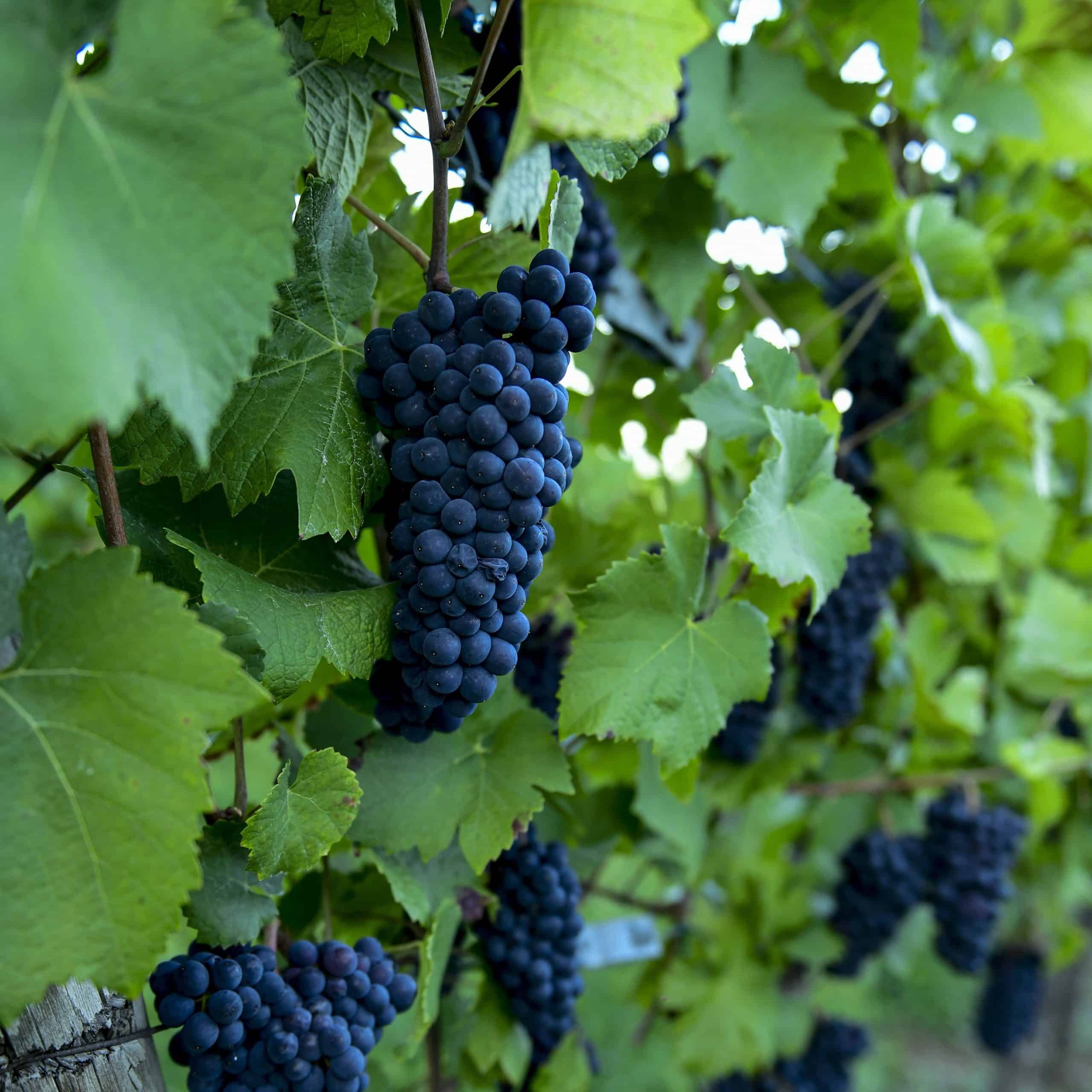 Vigne Pinot Noir
