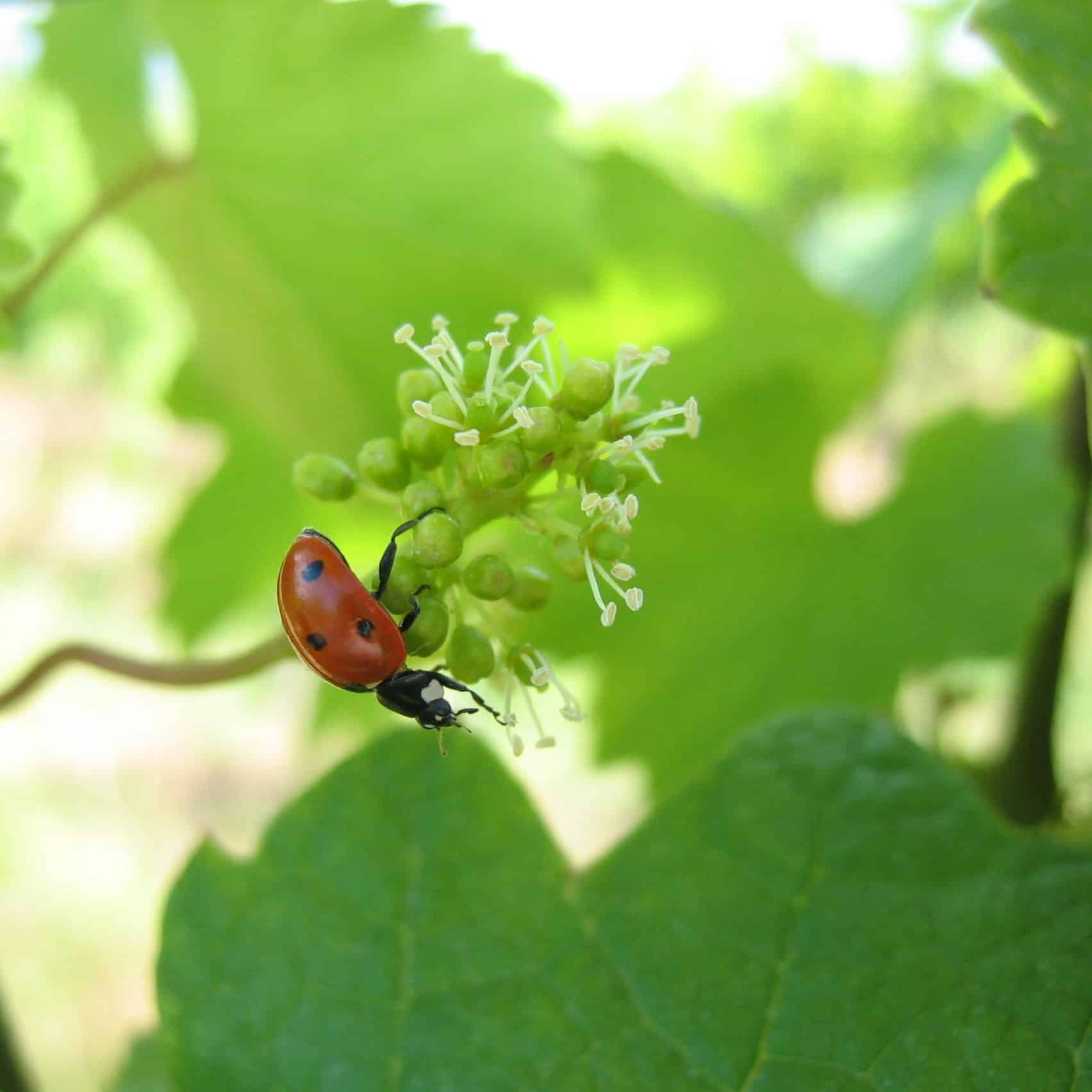 Coccinelle sur une fleur de vigne