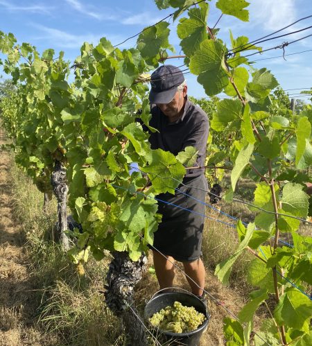 Vendanges 2023 cave de Ribeauvillé