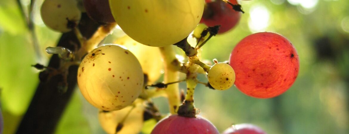 Grappe de Riesling et Gewurztraminer